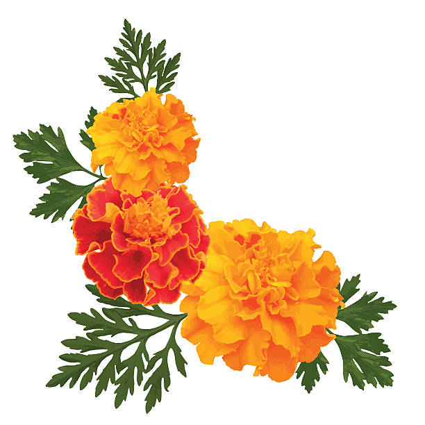 bildbanksillustrationer, clip art samt tecknat material och ikoner med marigolds on white - blommor grav