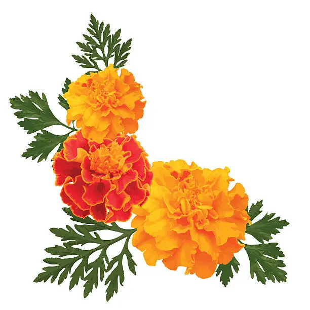 Vector illustration of marigolds on white