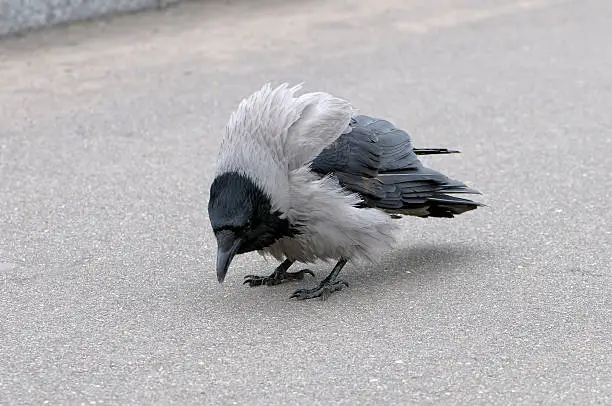 Hooded Crow (Corvus cornix) standing on asphalt with the fluffed-up feathers