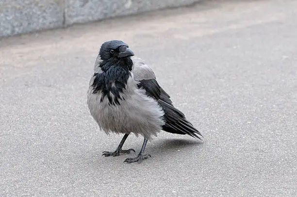 Hooded Crow (Corvus cornix) standing on asphalt looking in the camera