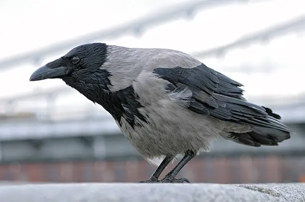 Portrait of a Hooded Crow (Corvus cornix) looking into the distance