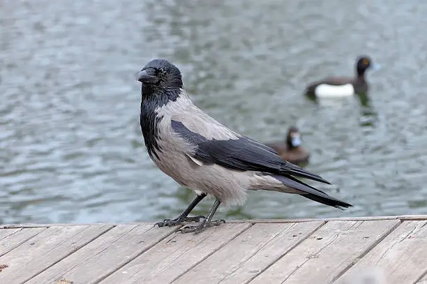Hooded Crow Corvus cornix standing on wooden boards against a background of a pond with floating ducks