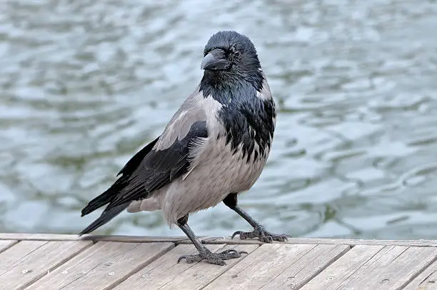 Hooded Crow Corvus cornix standing on wooden boards against a background of a pond