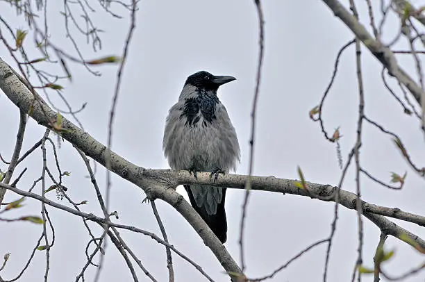 Hooded Crow (Corvus cornix) sitting on a branch of a tree against a gray sky