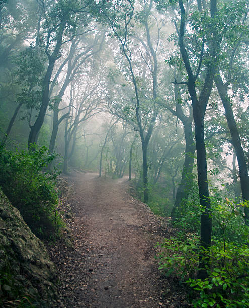 istock forest in mountains on foggy day 600406174