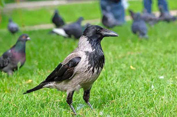 Hooded Crow (Corvus cornix) standing on green grass with pigeons in the background