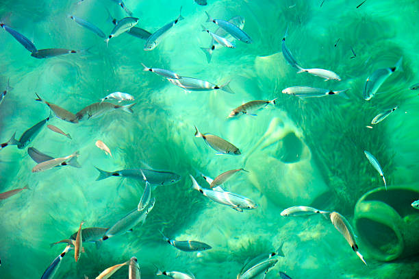 海の下で泳ぐ魚 - giant perch ストックフォトと画像