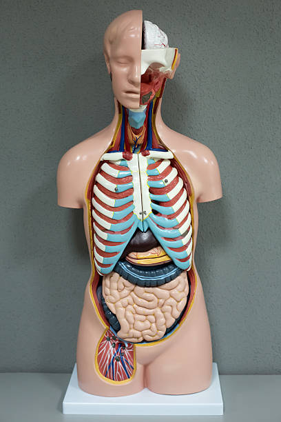 istock Human anatomy mannequin 600408566