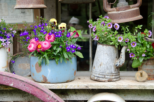 an antique blue pot and grey kettle function as a planter for colorful flowers