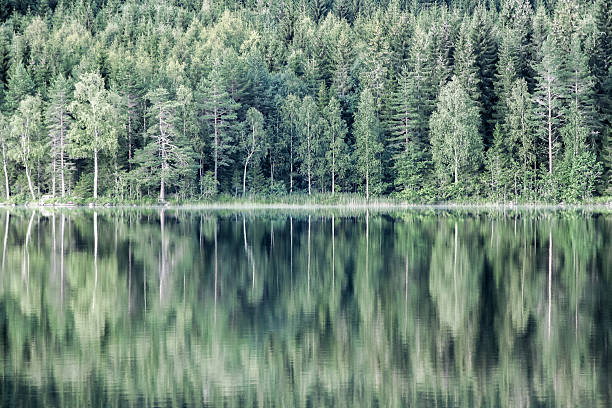 istock reflection of green trees in lake 600410278
