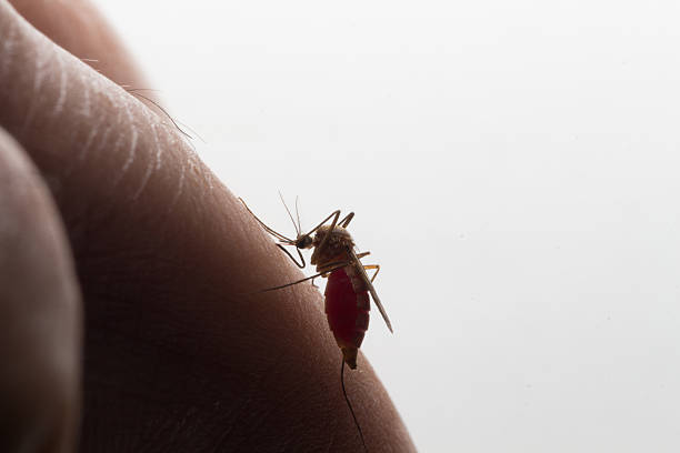 aedes aegypti. feche um mosquito sugando sangue humano - doença de chagas - fotografias e filmes do acervo