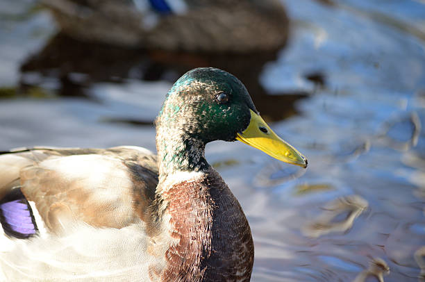istock Portrait of duck. 600411204