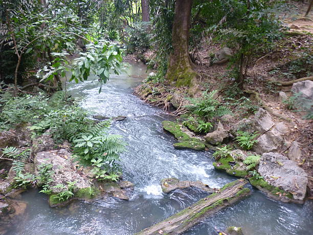 thaïlande, pattaya, réserve naturelle, ruisseau; тайланд, паттайя, заповедник, ручей - tropical climate waterfall formal garden ornamental garden photos et images de collection