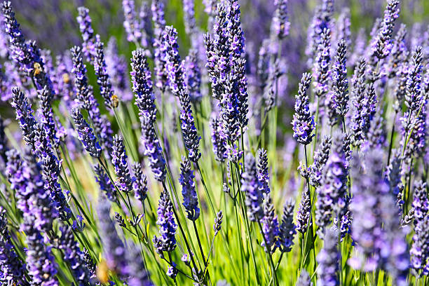 istock Lavender flowers in a field on a sunny day 600413228