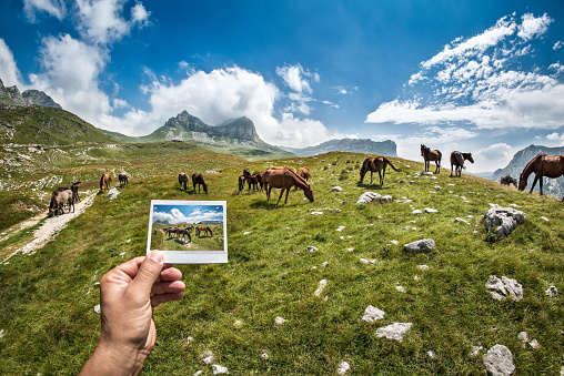 Male hand holding an image of wild mountain horses which are also seen in the background.