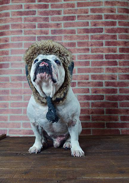 istock Old French bulldog with a winter hat. 600413288