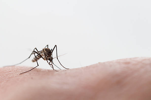 moustique aedes aegypti. gros planez un moustique sucant le sang humain - pierced photos et images de collection