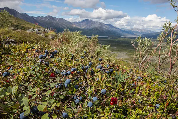 Wild organic blueberries in sunny forest, Alaska
