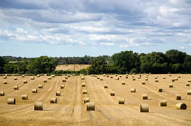 Rolled strawbales in a harvested corn field at the swedish island Oland