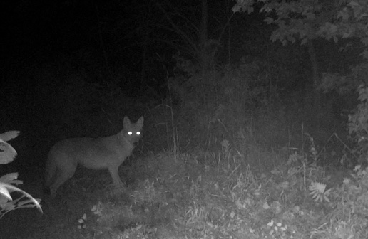 A coyote is caught on camera during the night.  Photographed by a motion activated trail camera, in Pembroke, Ontario, Canada.