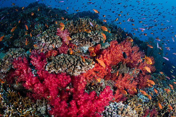 istock Vibrant Corals and Fish in Tropical Pacific 600416540