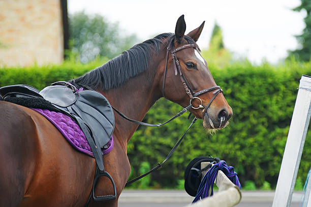 portrait of a dark brown horse staying outdoors with bridle - saddle blanket imagens e fotografias de stock