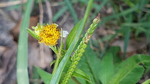istock Grass seed and english daisy weed 600417782