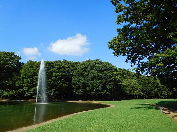 istock The forest park with a pond in the early morning 600417830
