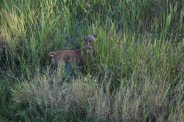 istock Boxer Dog running in swamp 600417908