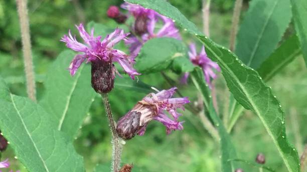 istock Purple Wild Flowers 600418598