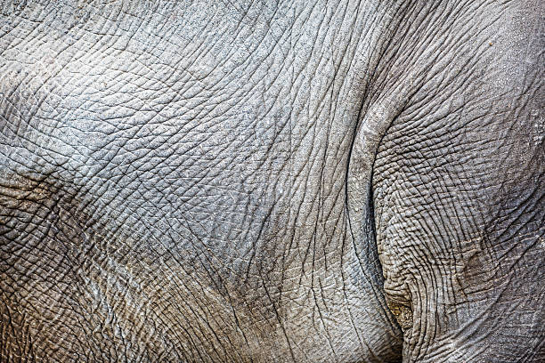 la texture de la peau - rhinocéros photos et images de collection