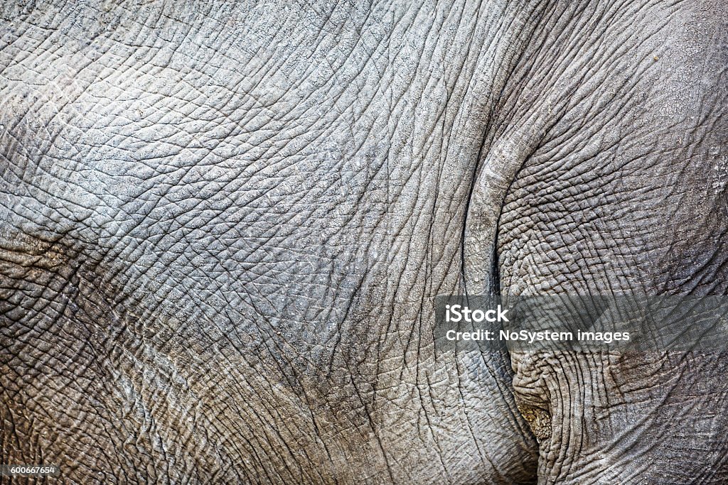 Skin texture Rough animal skin texture Elephant Stock Photo