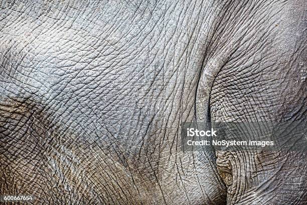 Skin Texture Stock Photo - Download Image Now - Elephant, Rhinoceros, Textured