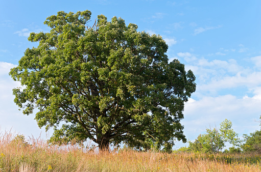 oak tree and prairie at landscape arboretum in minnesota