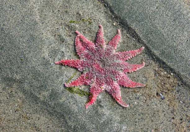 Sunflower sea star starfish on Southeast Alaskan beach at low tide.