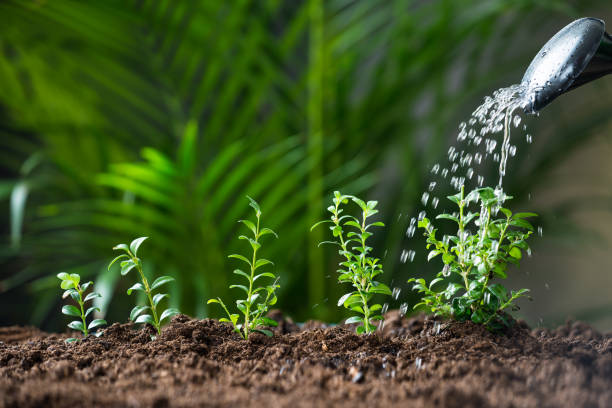 istock Water Being Poured On Plants From Watering Can 600669418