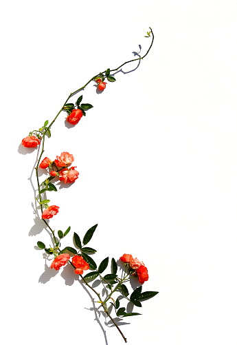 Branch climbing orange rose flower with leaves and buds isolated on white.  
