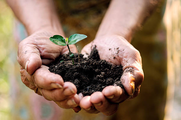istock hands gesture hold a little growing plant. 600671656