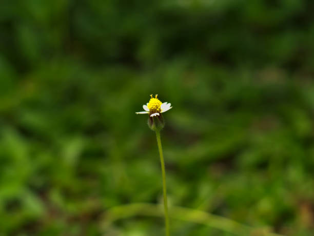 coat button, mexican daisy, tridax daisy, wild daisy - achene imagens e fotografias de stock