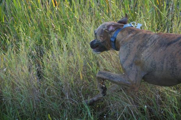 istock Boxer Dog running in swamp 600672354