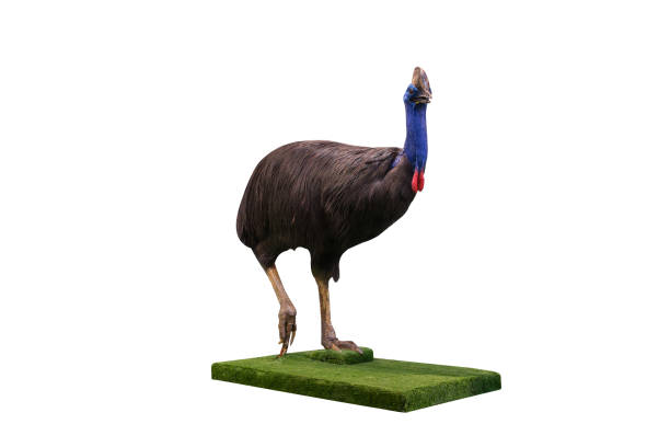 cassowary na białym tle. - beak bird blue cassowary zdjęcia i obrazy z banku zdjęć