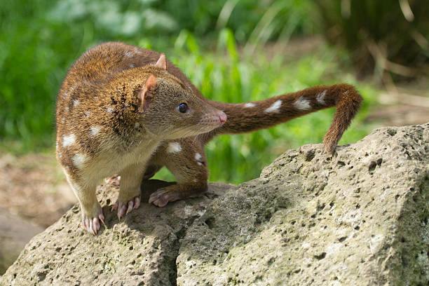 Australian Quoll Quoll spotted quoll stock pictures, royalty-free photos & images