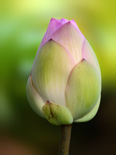 インドの蓮とも呼ばれるネルンボヌシフェラの閉じた花の芽 - lotus pink petal closed ストックフォトと画像