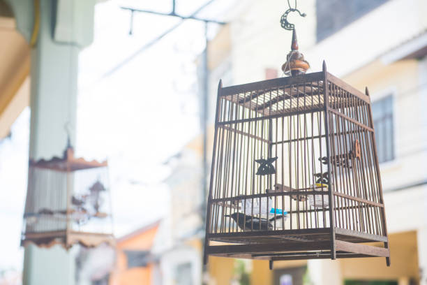 istock traditional wooden bird cage 600676944