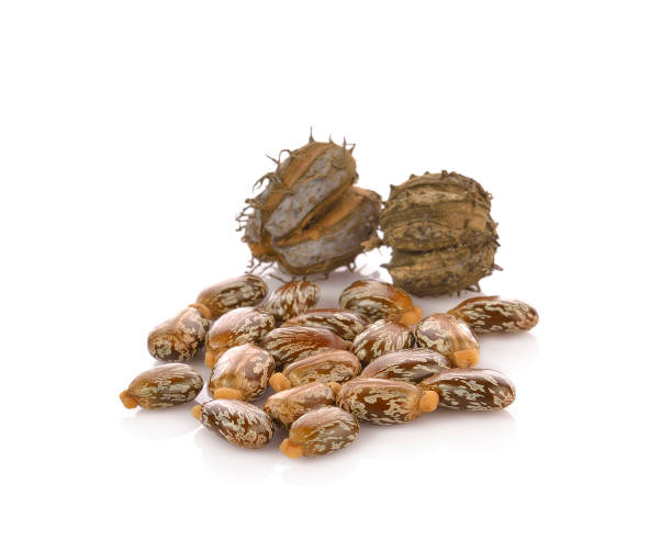 istock Castor oil seeds (Ricinus Communis) isolated on white 600677252