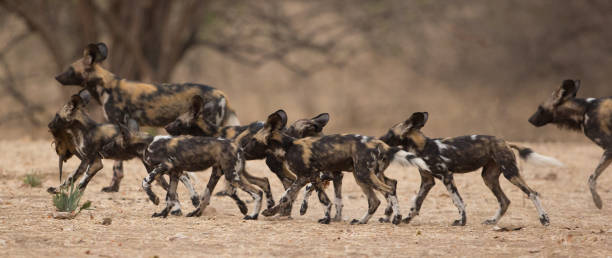 istock Pack of wild dogs (Lycaon pictus) on the move 600679058