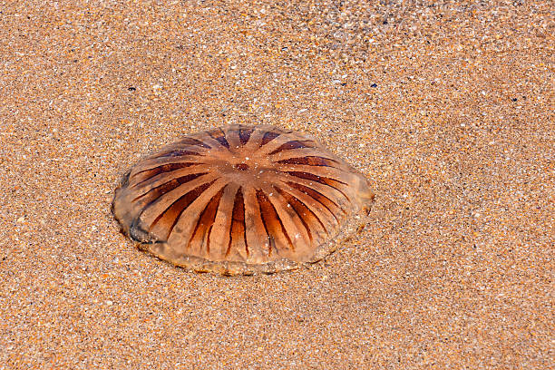 istock Empty mediterranean sand beach in south france 600680534