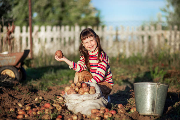 The Children dig up the potato crop.