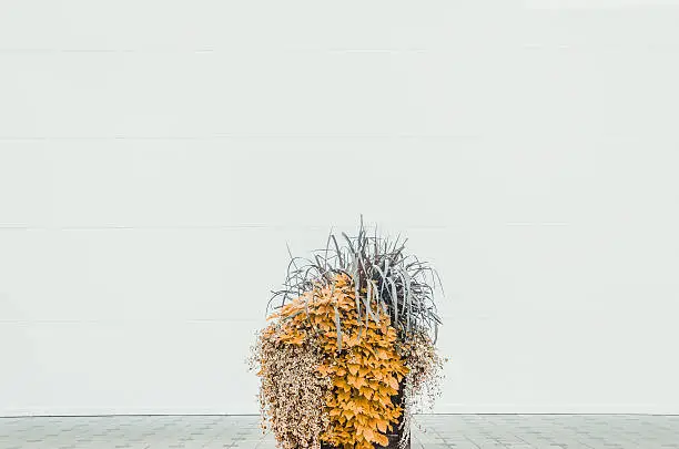 Photo of Plant in front of a white wall