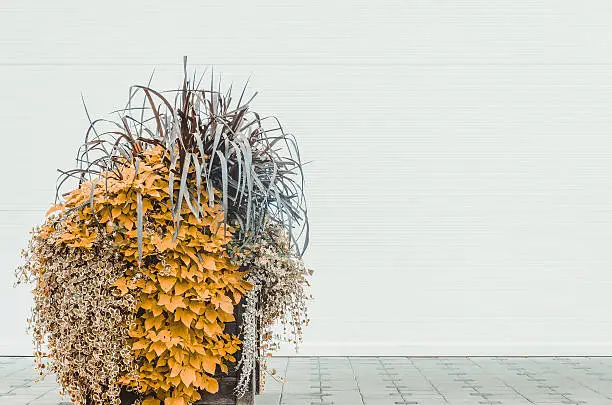 Photo of Plant in front of a white wall